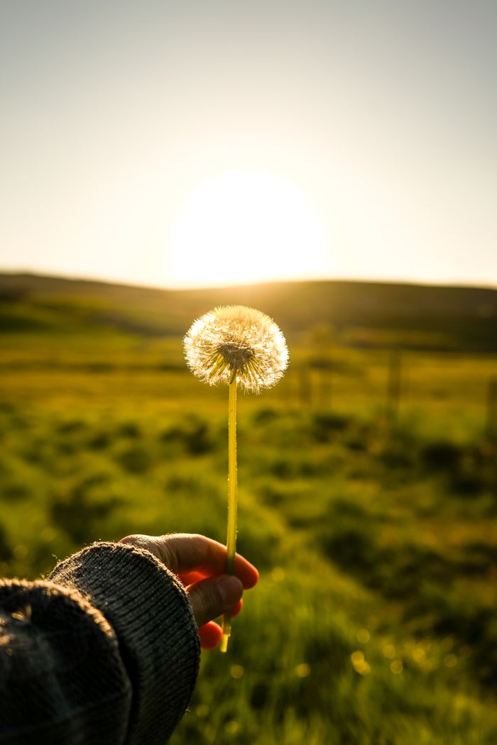 A peaceful image of a hand holding a dandelion against a rural sunset backdrop.