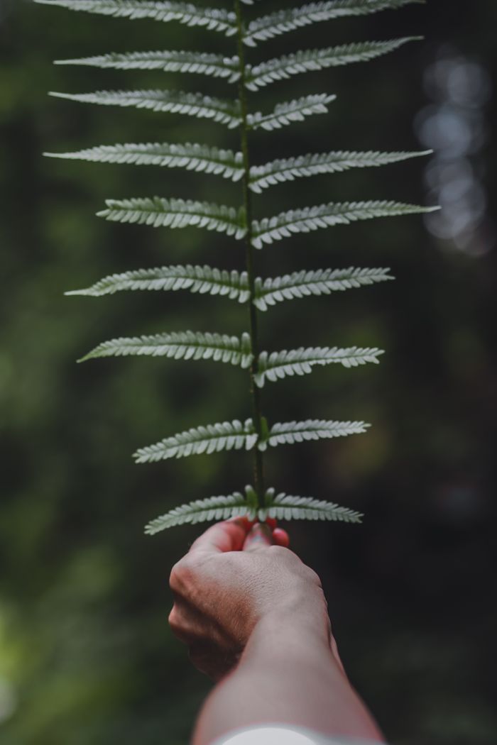 A person's hand holding a delicate fern frond against a blurred green background.