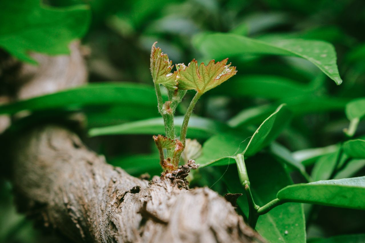 Detail of fresh green leaves sprouting from a weathered tree branch, symbolizing growth and renewal.